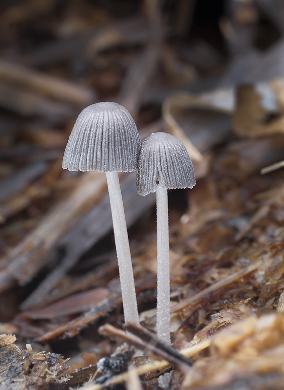 Coprinellus marculentus